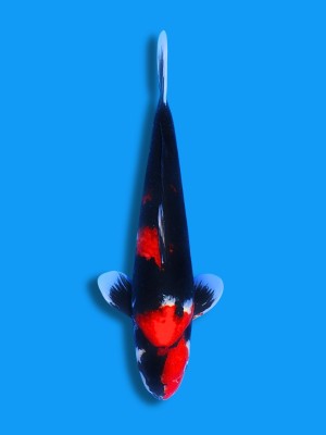 Showa | Koi&Co.